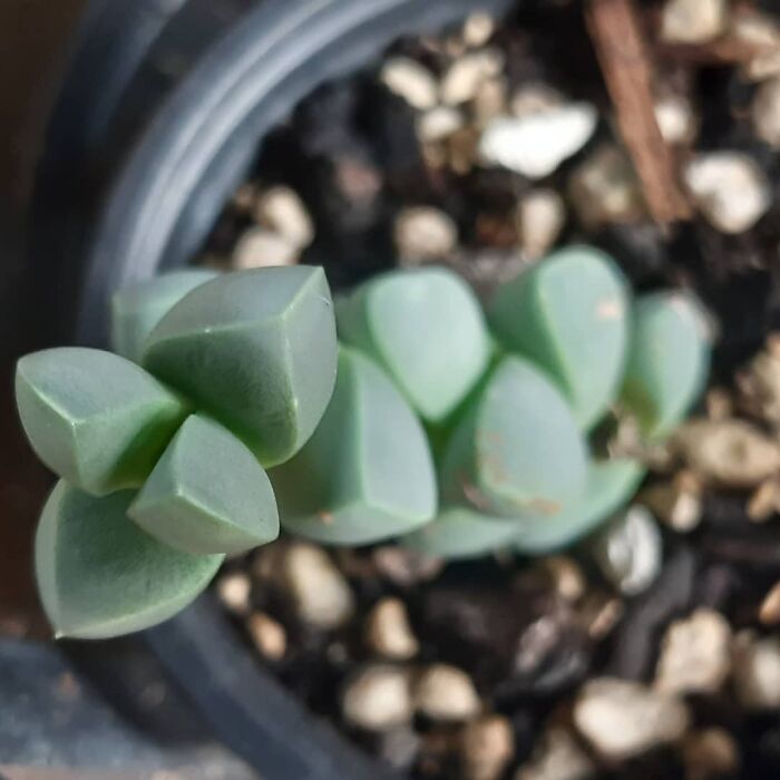 Lapidaria Margaretae, Looks Trippy, We're Gonna Collect All The Geometric Looking Succulents Now
