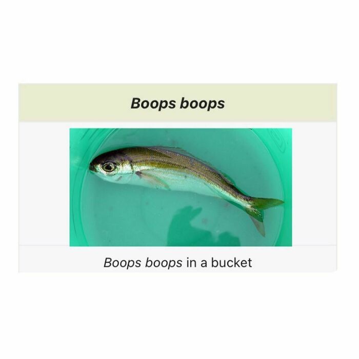 Boops Boops