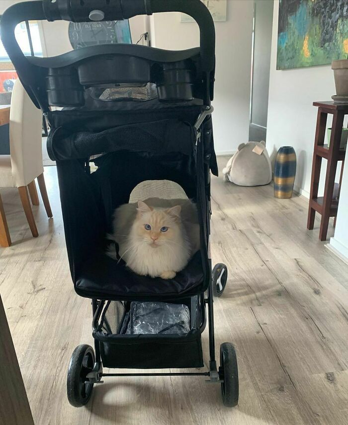 Augustus Is Chuffed With His New Wheels. So Much So That He’s Hopped In Again After His First Ever Ride Around The Block