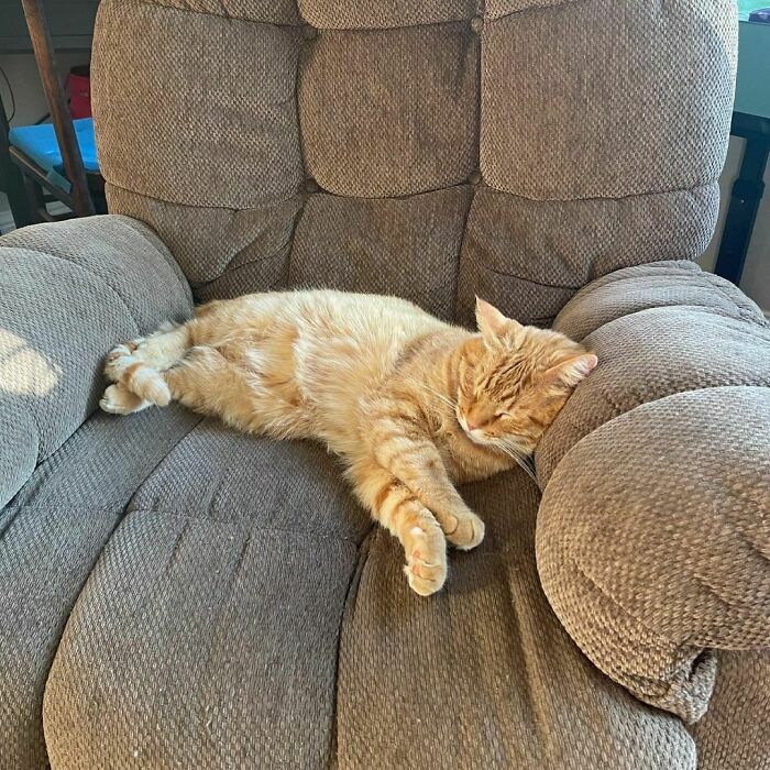 Hi. My Name Is Chester. It’s A Lazy Sunday On My Throne In My Human’s Lounge Recliner. Yep, I’ve Got It Pretty Good In My Life