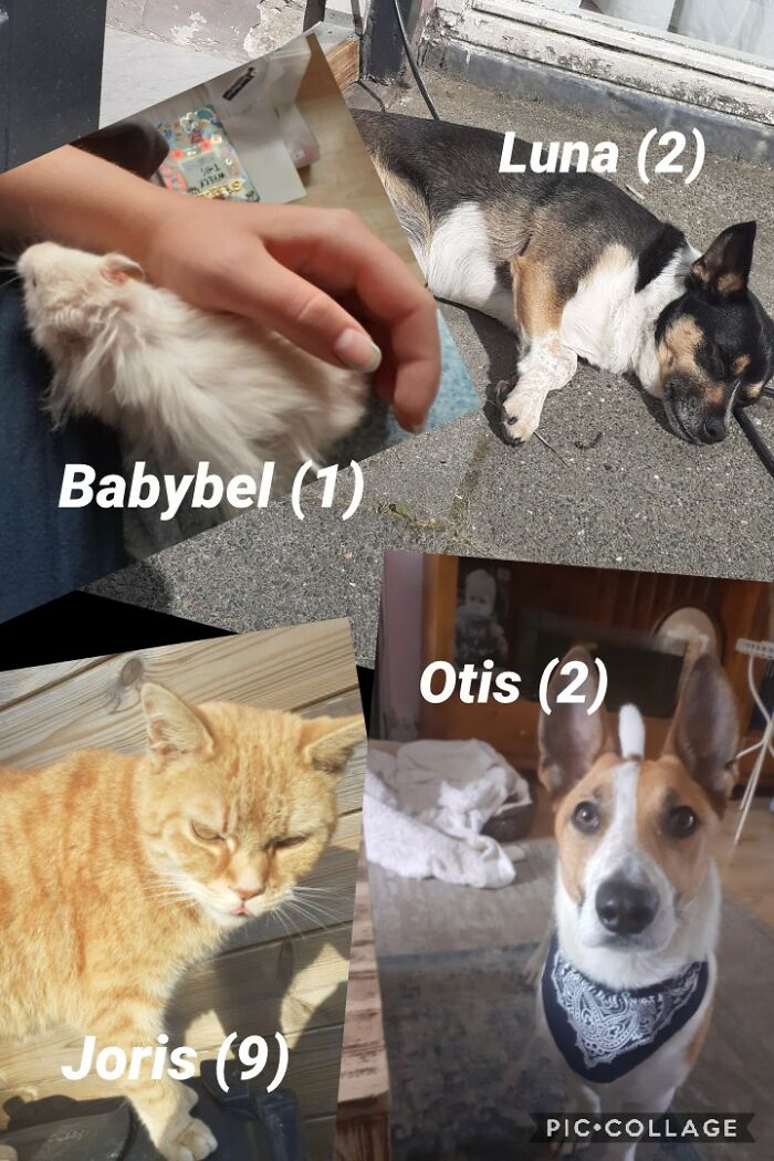 All My (Pettable) Pets :)