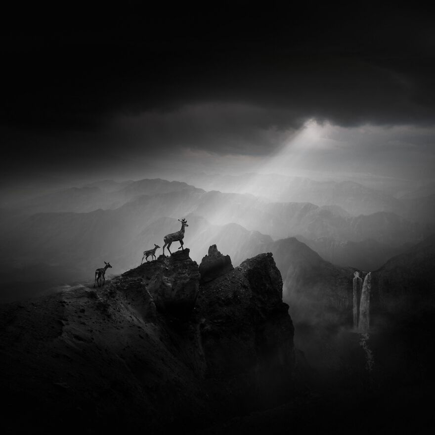 Elks On The Mountain Top (Commended In Open Theme)