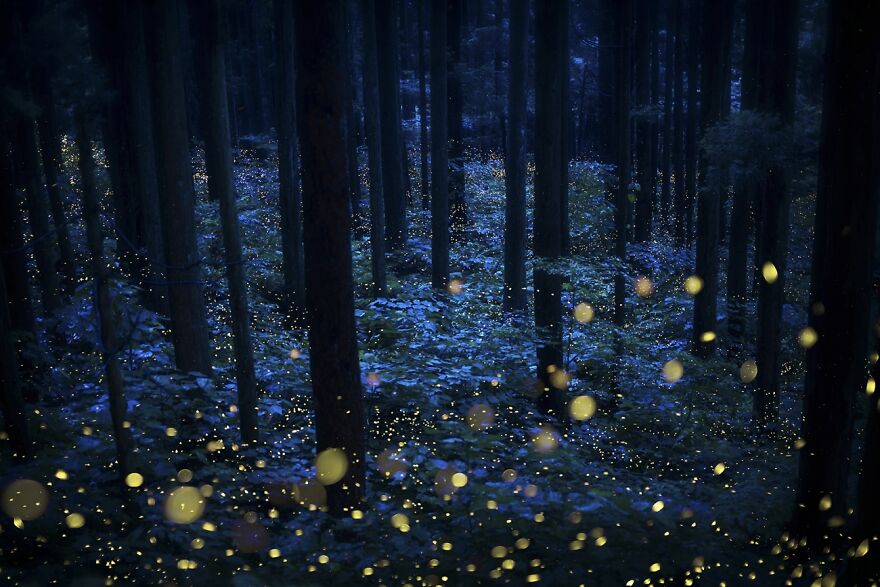 Deep Forest Fairies (Commended In Nature And Landscape)