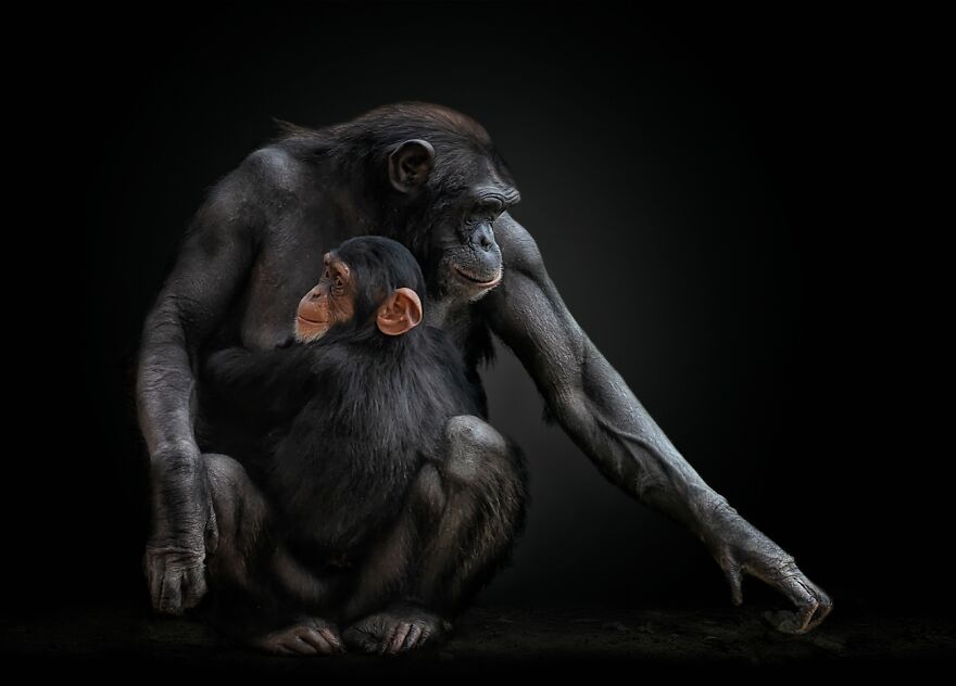 Unbreakable Bond (Highly Commended In Animals/Pets)