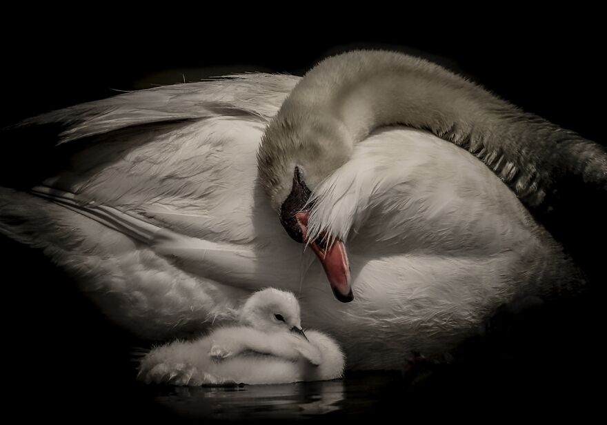 A Mother's Love (Highly Commended In Animals/Pets)