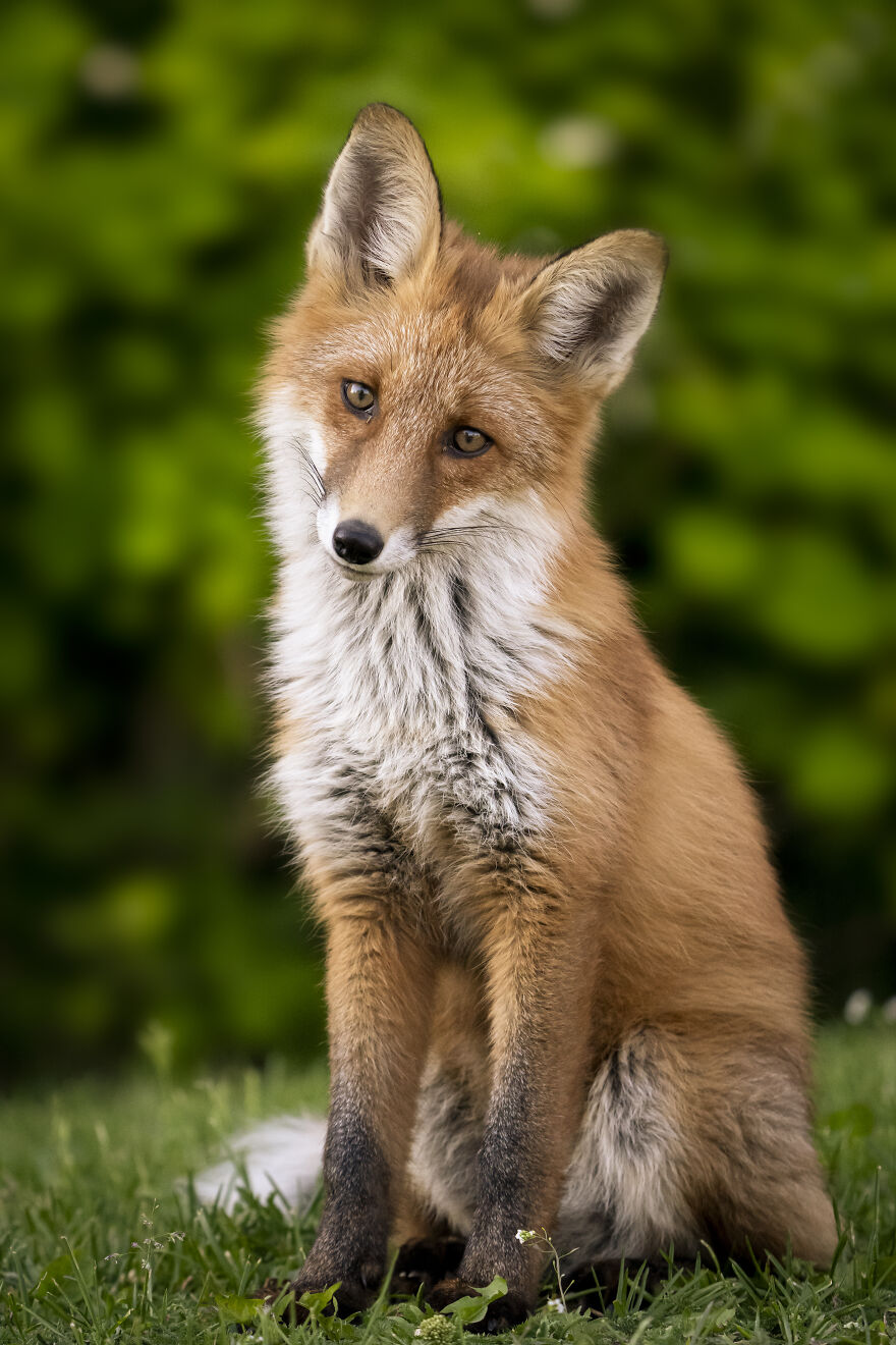 Curious Young Fox 🦊