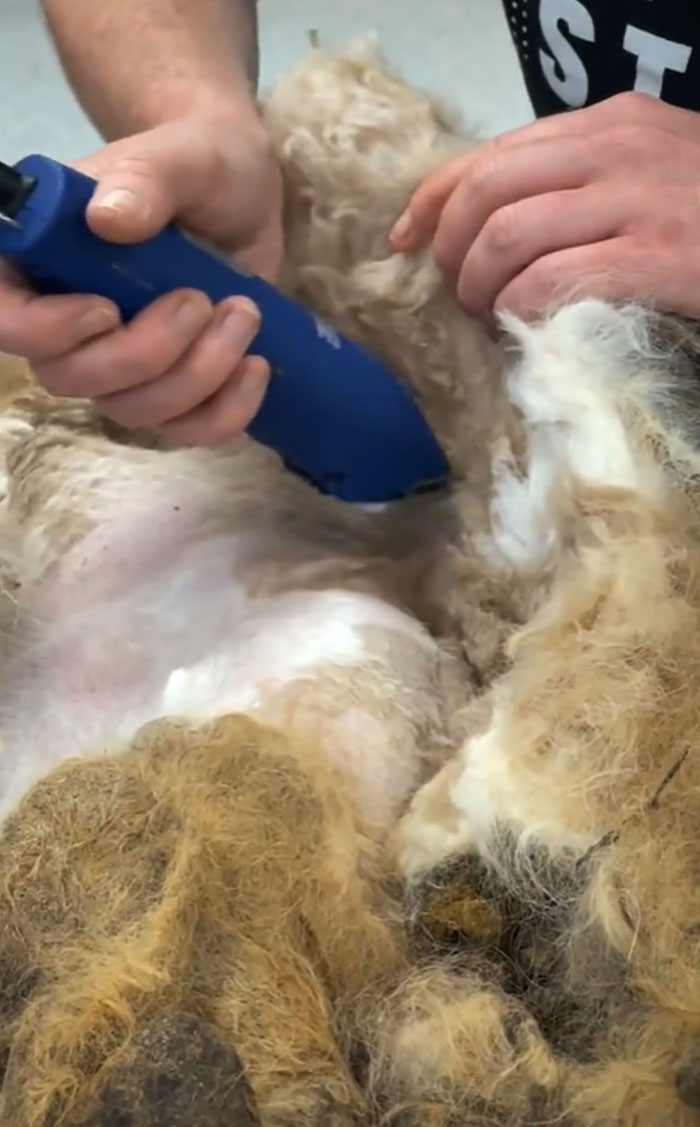 Abandoned Dog Receives A Life-Changing Makeover, Getting 6.5 Pounds Of Matted Fur Shaved Off 