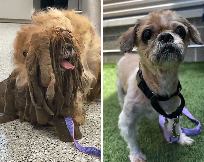 Abandoned Dog Receives A Life-Changing Makeover, Getting 6.5 Pounds Of Matted Fur Shaved Off 