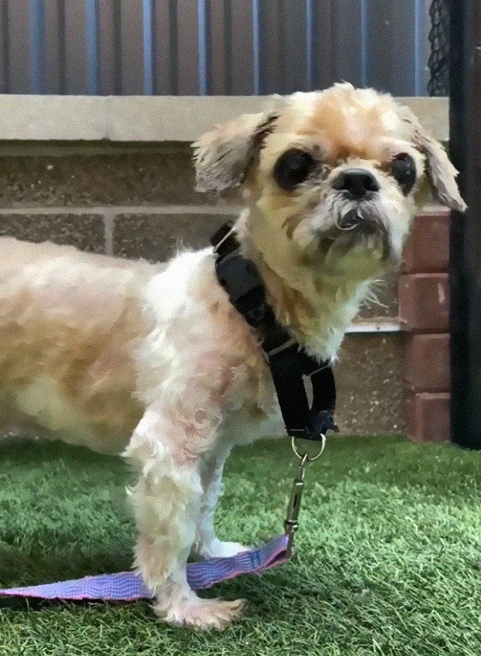 Este perro abandonado consiguió un cambio radical de aspecto y de vida tras quitarle 3 kilos de pelaje enmarañado
