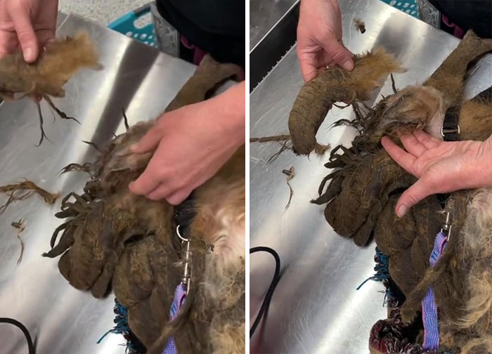 Este perro abandonado consiguió un cambio radical de aspecto y de vida tras quitarle 3 kilos de pelaje enmarañado