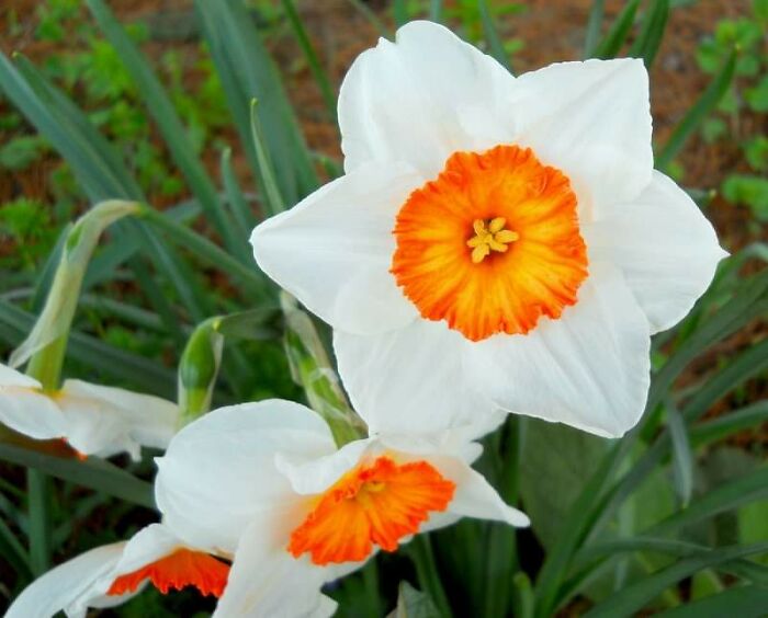 Narcissus Flower...( No I'm Not A Narcissist...lol)