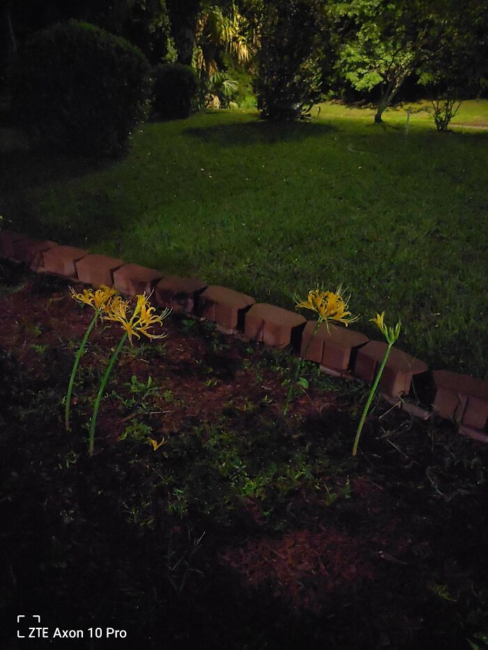 Golden Lycoris (Yellow Spider Flower)