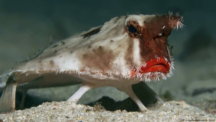 The Red-Lipped Batfish