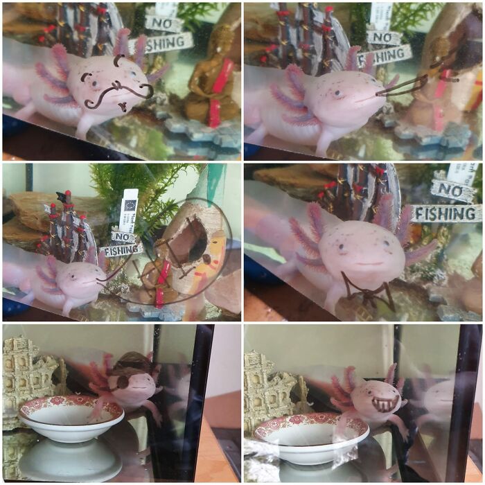 Villanelle The Axolotl. My New Hobby Is Waiting Til She Looks Out Of The Tank And Using A Drywipe Marker To Dress Her Up (Saw An Excellent Video On Facebook Of A Lady Who Does That With Her Axolotls)