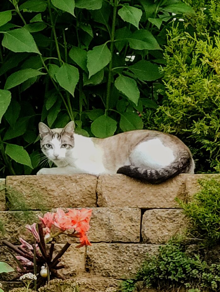 Stray Cat Posing In Neighbor's Front Yard.