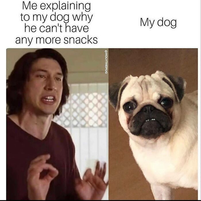 If You Own A Pug, You Know