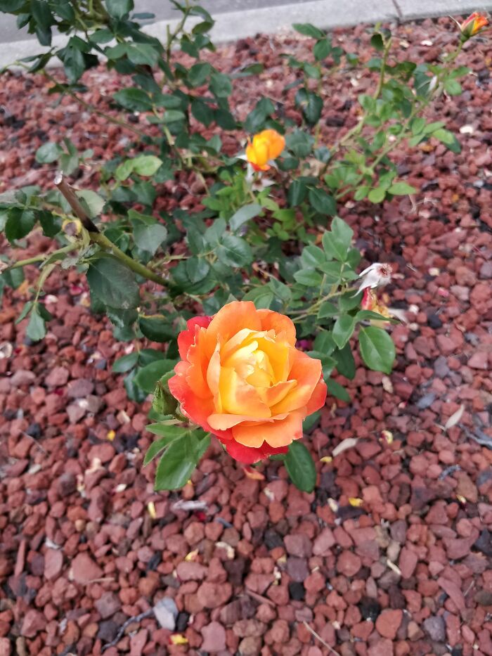 This Beautiful Sunset Colored Rose In Our Neighborhood