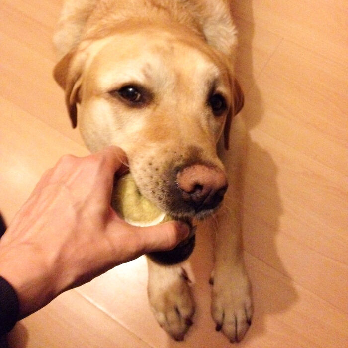 My Yellow Lab Loves Tennis Balls - We Play Fetch But He Doesn't Like To Give It Back :)