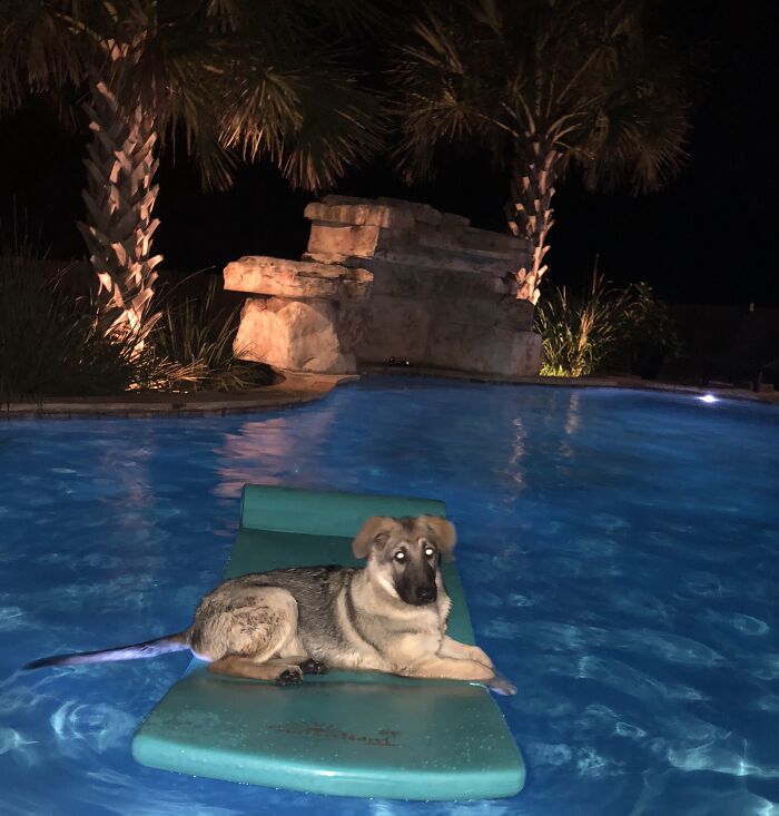 Saban Von Helsing On His First Night In Our Forever Home @ 2 Am. The Look On His Face Always Makes Me Smile. (Like..."What? This My Pool Too, Hooman!")