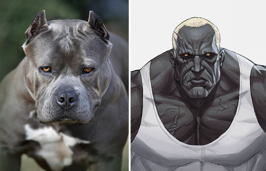 Korean Artist Transforms Animals Into Anime-Like Characters While Keeping Their  Features (23 Pics) | Bored Panda