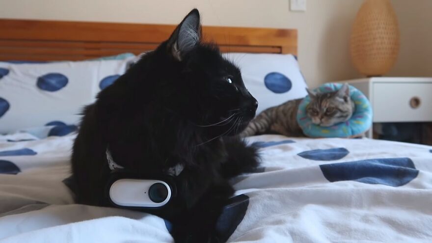 British Man Attached A Tiny Bluetooth Camera To His Kitten's Collar For 24 Hours To See What His Cat's Secret Life Looks Like