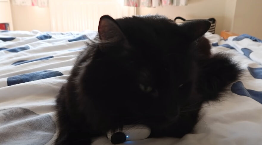 British Man Attached A Tiny Bluetooth Camera To His Kitten's Collar For 24 Hours To See What His Cat's Secret Life Looks Like