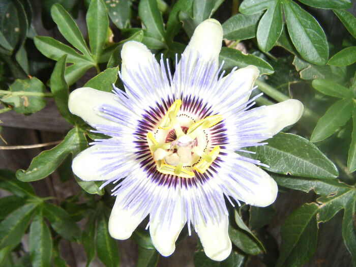 Passion Flower
