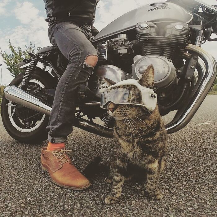Meet Cathode, The Cat That Has Incredible Adventures With Its Owner