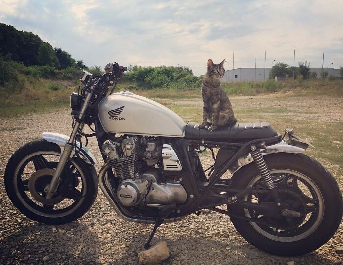 Owner Brings His Cat Everywhere And They Go On All Kinds Of Crazy Adventures Together (30 Pics)