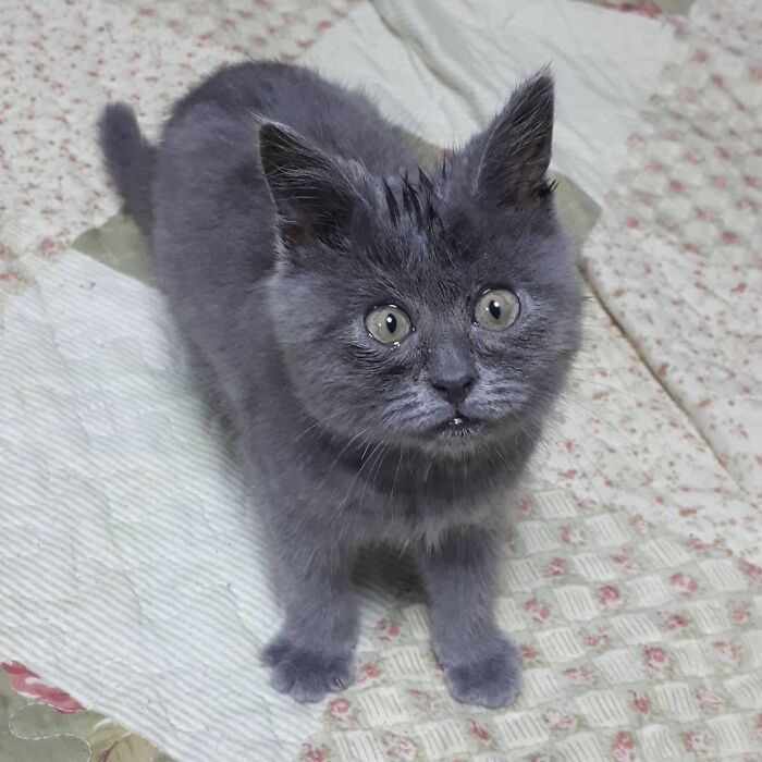 This Unique-Looking Cat Almost Didn't Survive, But Was Taken Care Of By Owners And Adoptive Father Cat