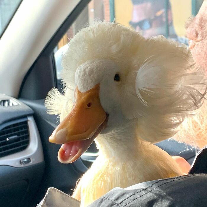 Here Are 30 Pics Of Gertrude, The Duck That Is Famous For Her "Hair"