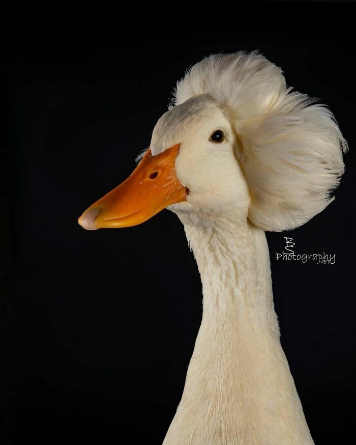 Here Are 30 Pics Of Gertrude, The Duck That Is Famous For Her "Hair"