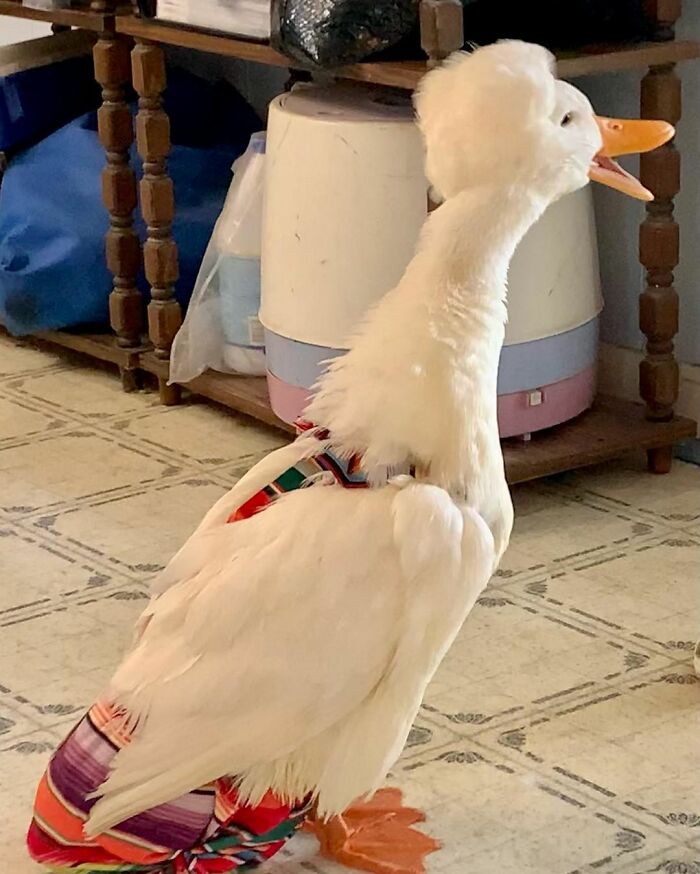Meet Gertrude, The Duck With More Stylish Hair Than Yours