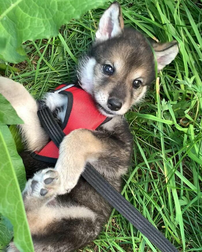 Woman Adopts A Wolf Cub From A Shelter Because It Wouldn't Have Survived In The Wild