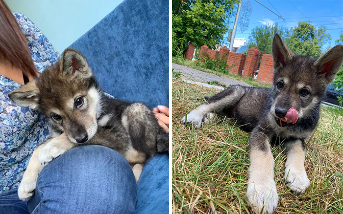 Woman Adopts A Wolf Cub From A Shelter Because It Wouldn't Have Survived In The Wild