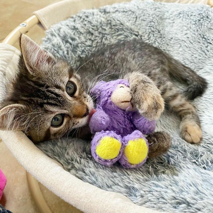 Esta gatita llegó sola a su hogar de acogida, y ahora siempre lleva su juguete a todas partes