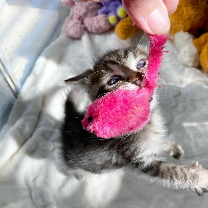 This Kitten Carries Her Toy Named Lamby Beans Everywhere After Being Brought Into Foster Care Alone