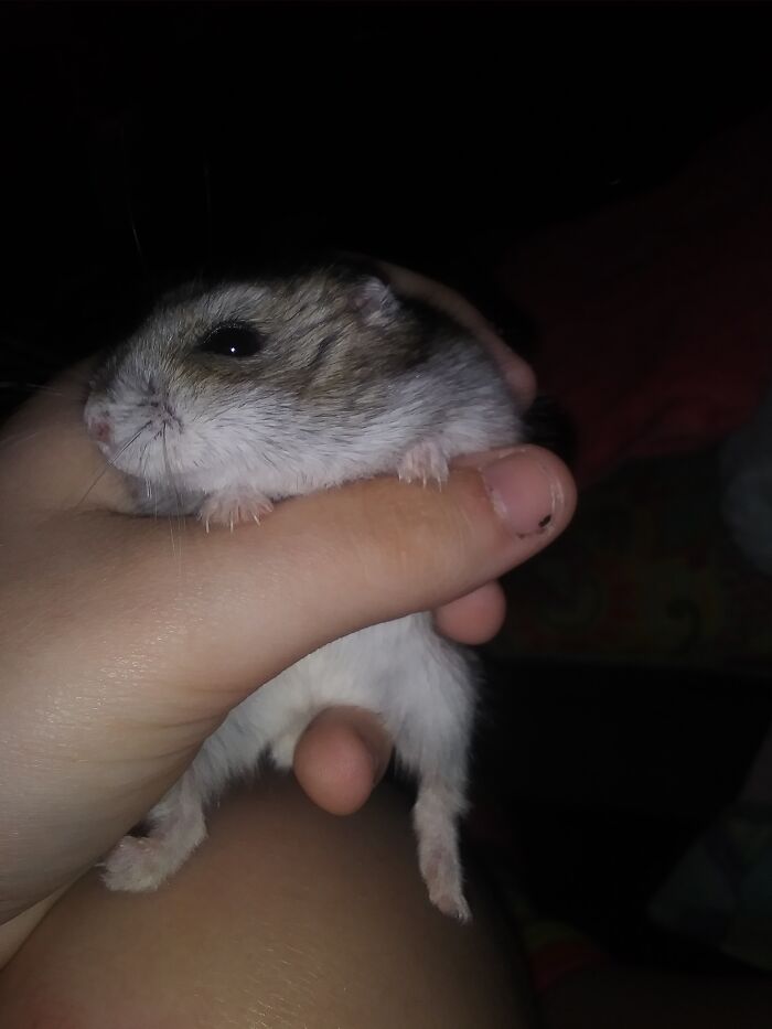 My Hamster Honey Who Is A Year Old Dwarf Hamster