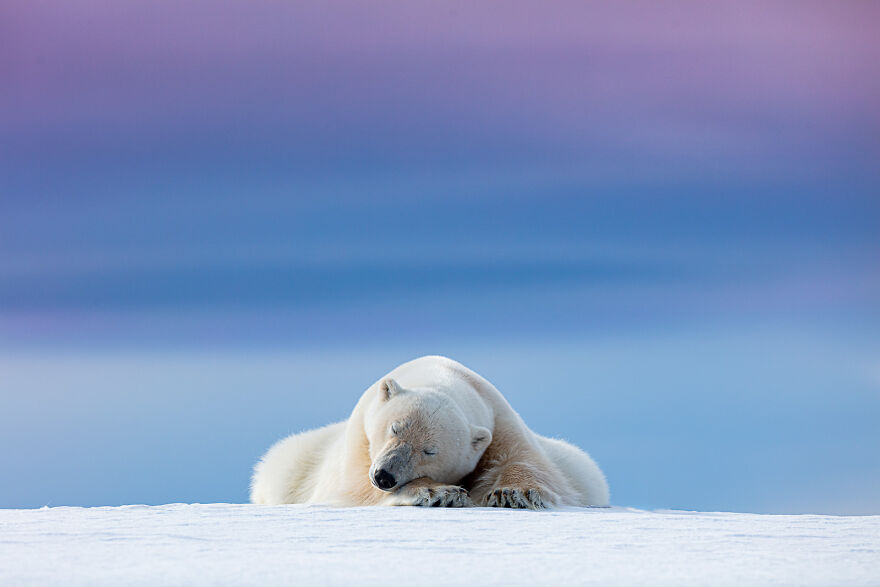 "Sleepy Polar Bear" By Dennis Stogsdill