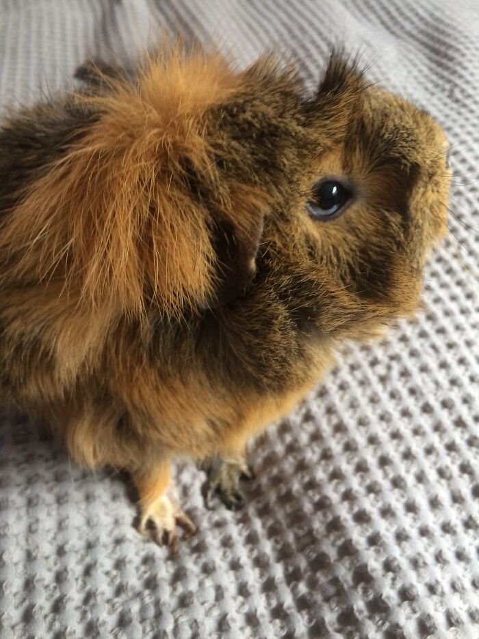 This Hazel The Guinea Pig. Her Sister Has A White Stripe And Is Not Completely Hazel. Its A Pretty Name