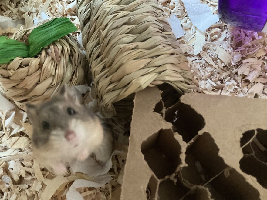 Pics Of My Hamster Lola To Show How Curious And Crazy She Is
