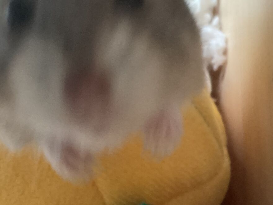 Pics Of My Hamster Lola To Show How Curious And Crazy She Is