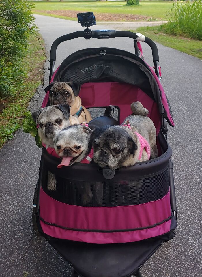 My Pugs Are Named After 3 Queens And A Randy King. From Front To Back: Matilda Of Flanders (Tilli), Eleanor Of Aquitaine (Elli), Isabella Of Castile (Izzi), And King Charles II (Charlie)