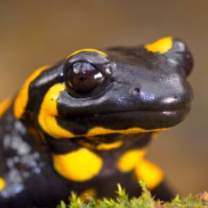 Furious Salamander