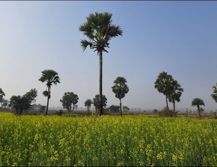 Mustard Fields And Palm Trees