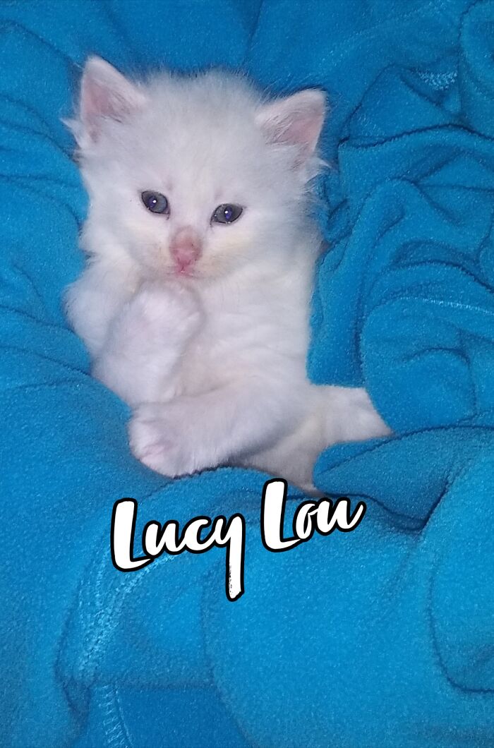 Miss Lucy Lou