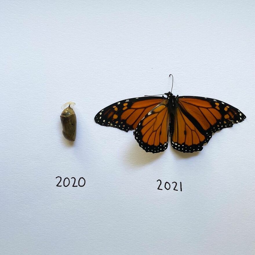 This Artist Makes Art With Dead Insects And 178,000 Instagram Followers Approve
