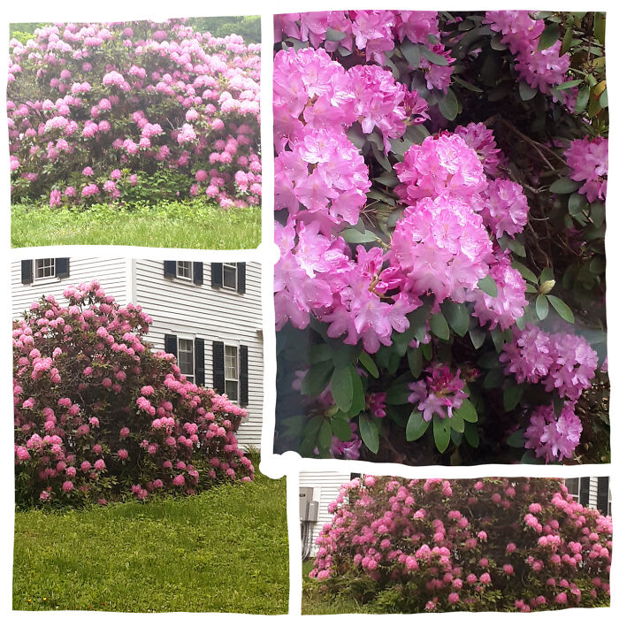 Honestly I Can't Choose Qhat My Favorite Flower Of All Time Is, So I Chose The Rhododendron That Is Current,y Blooming In My Yard!