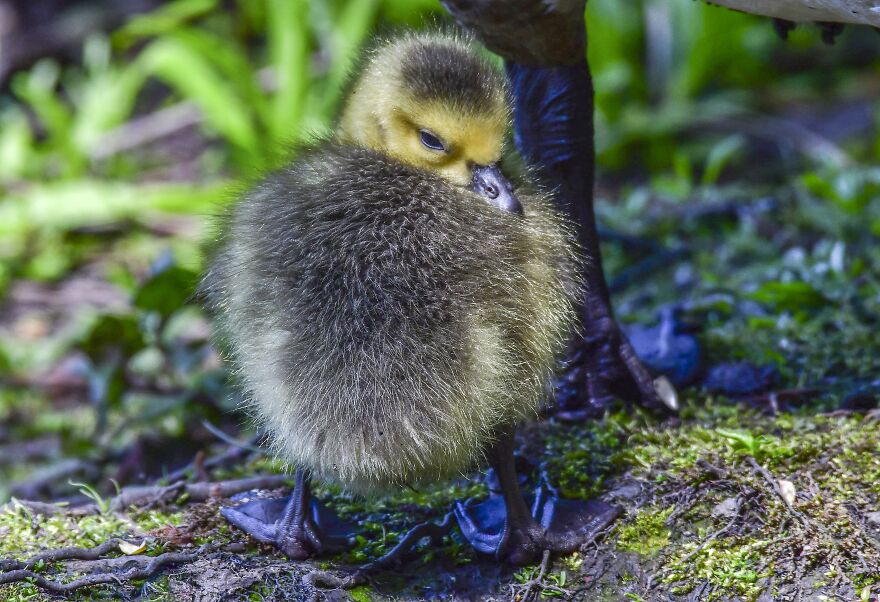 Does My Bum Look Big In This....gosling