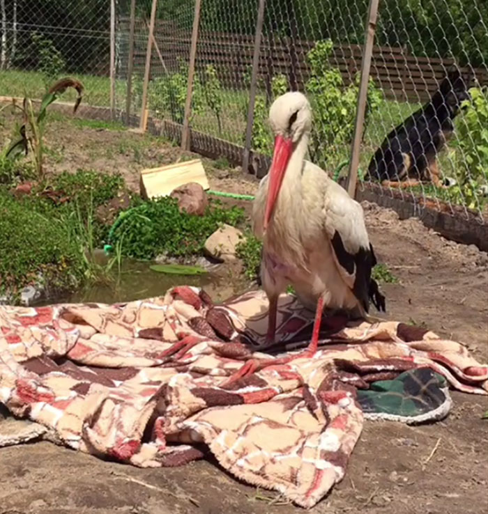After Damaging His Wing, This Stork Will Never Fly Again, But He Enjoys A Wholesome Life With A Woman Who Rescued Him